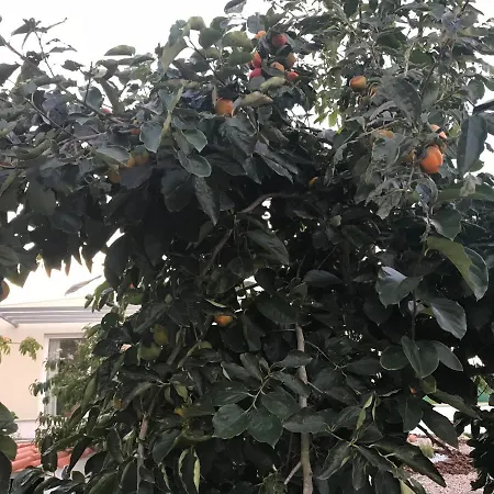 Pansiyon Monte Do Mosteiro *