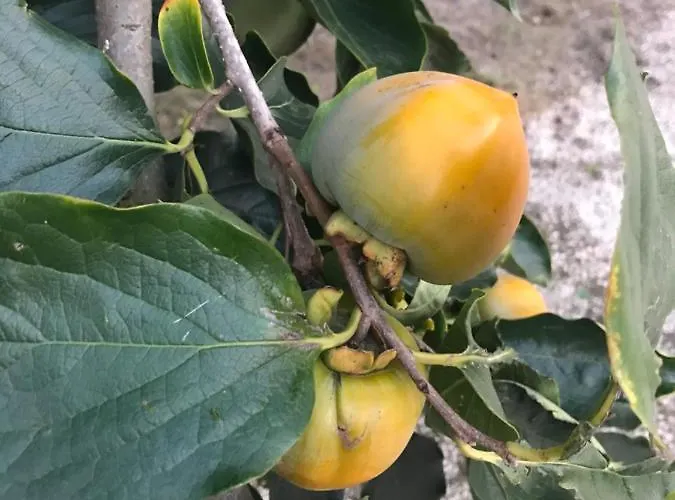 Monte Do Mosteiro * Batalha